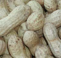 Peanut